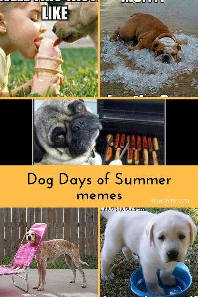 dog summer meme|dog days of summer meme.